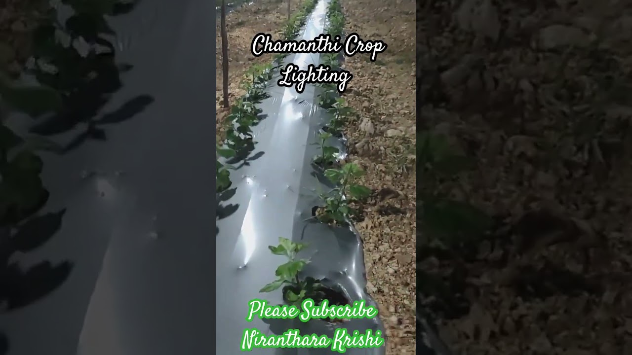 Chamanthi Crop Lighting. #chamanthi #flowers #chrysanthemumflowers #agriculture #lighting #trending