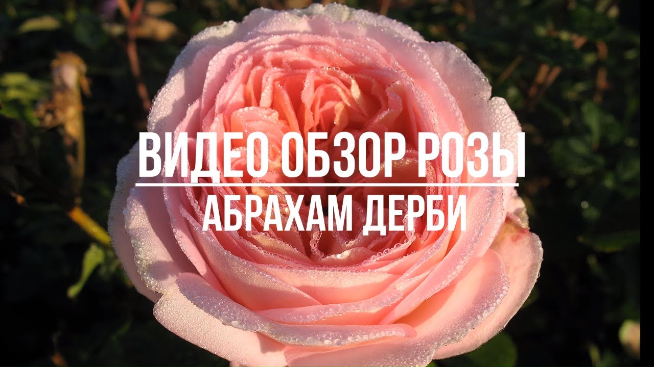 Abraham Darby Rose Review (English) - Abraham Darby (Austin, 1985)