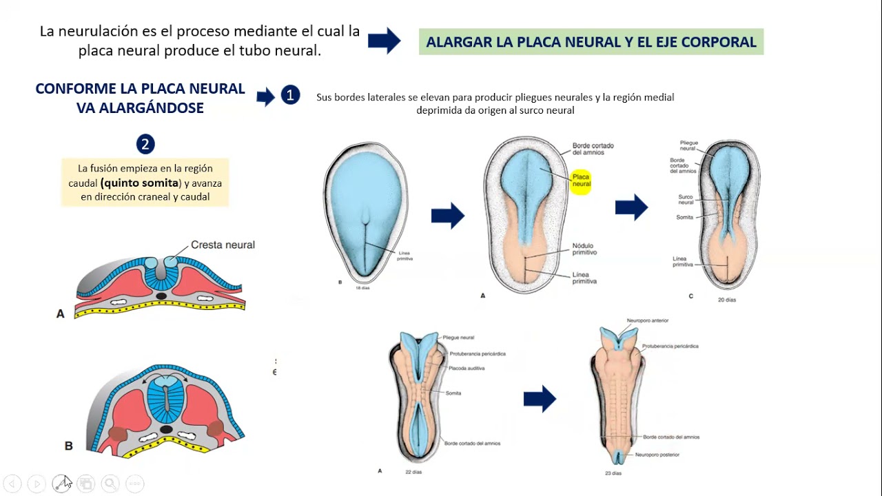 EMBRIOLOGIA: NEURULACION- CIERRE NEUROPORO