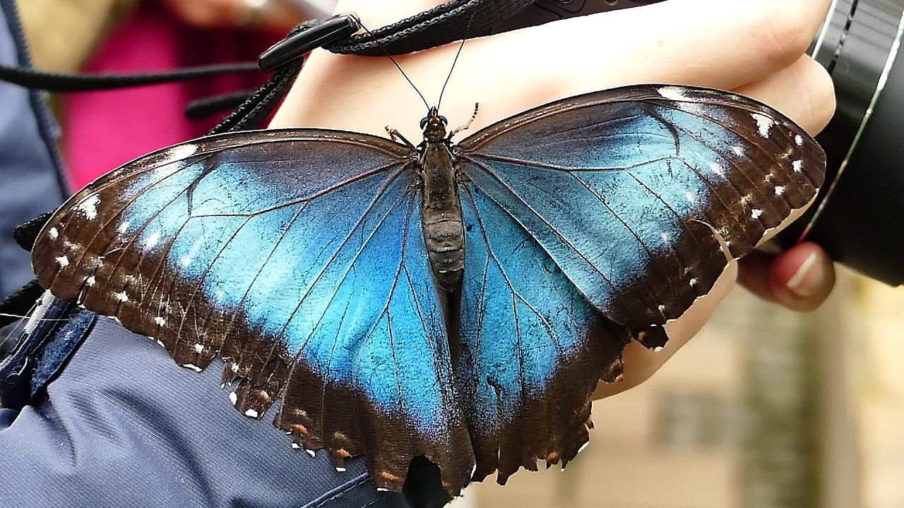 Tropische Schmetterlinge zum Staunen - Ein Besuch im Botanischen Garten München