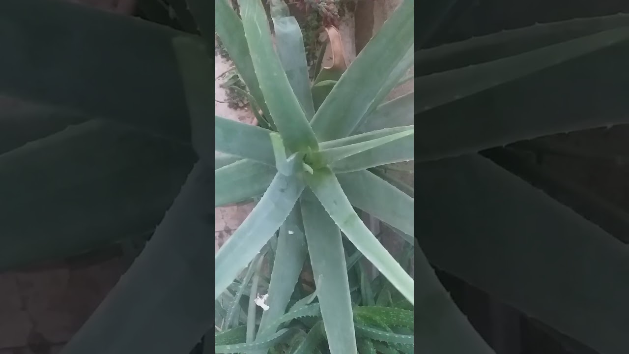 فرق بين الالوفيرا العادية و الالوفيرا بربادنسيس في الجزائر 