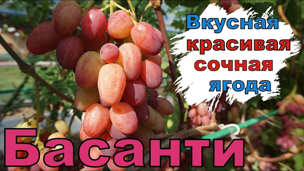 Новая форма на моём винограднике . г.ф. Басанти . Сезон 2025г.