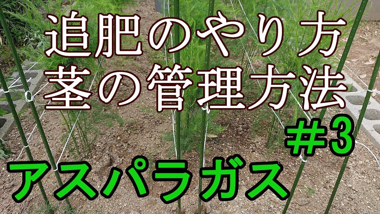 家庭菜園でアスパラガスの栽培日記＃3『追肥のやり方～茎の管理方法』