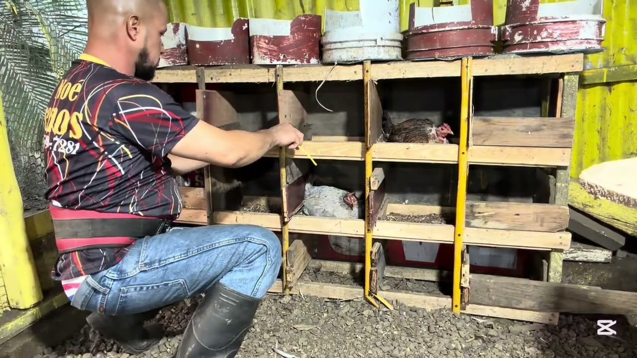 Hoy construiremos nidos a las palomas y acomodamos  los nidos  de las gallinas 