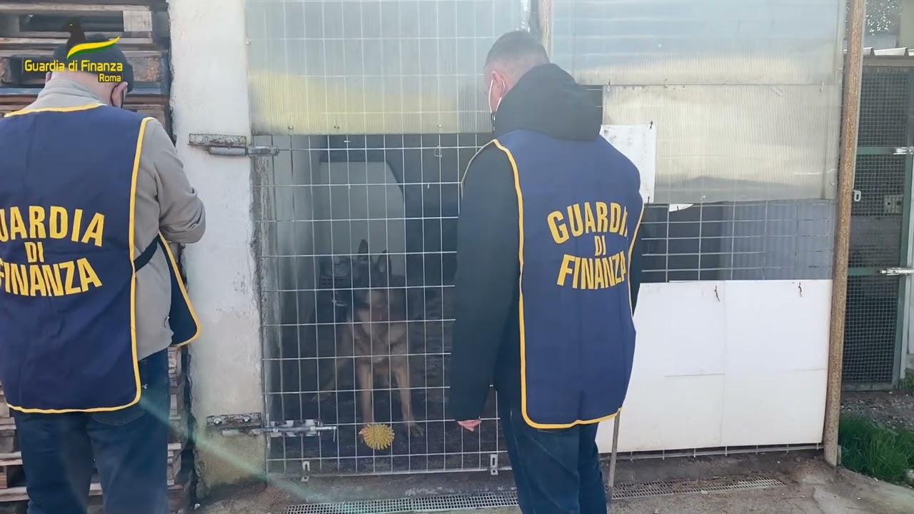 corruzione a Velletri - Allevamento abusivo di cani di razza