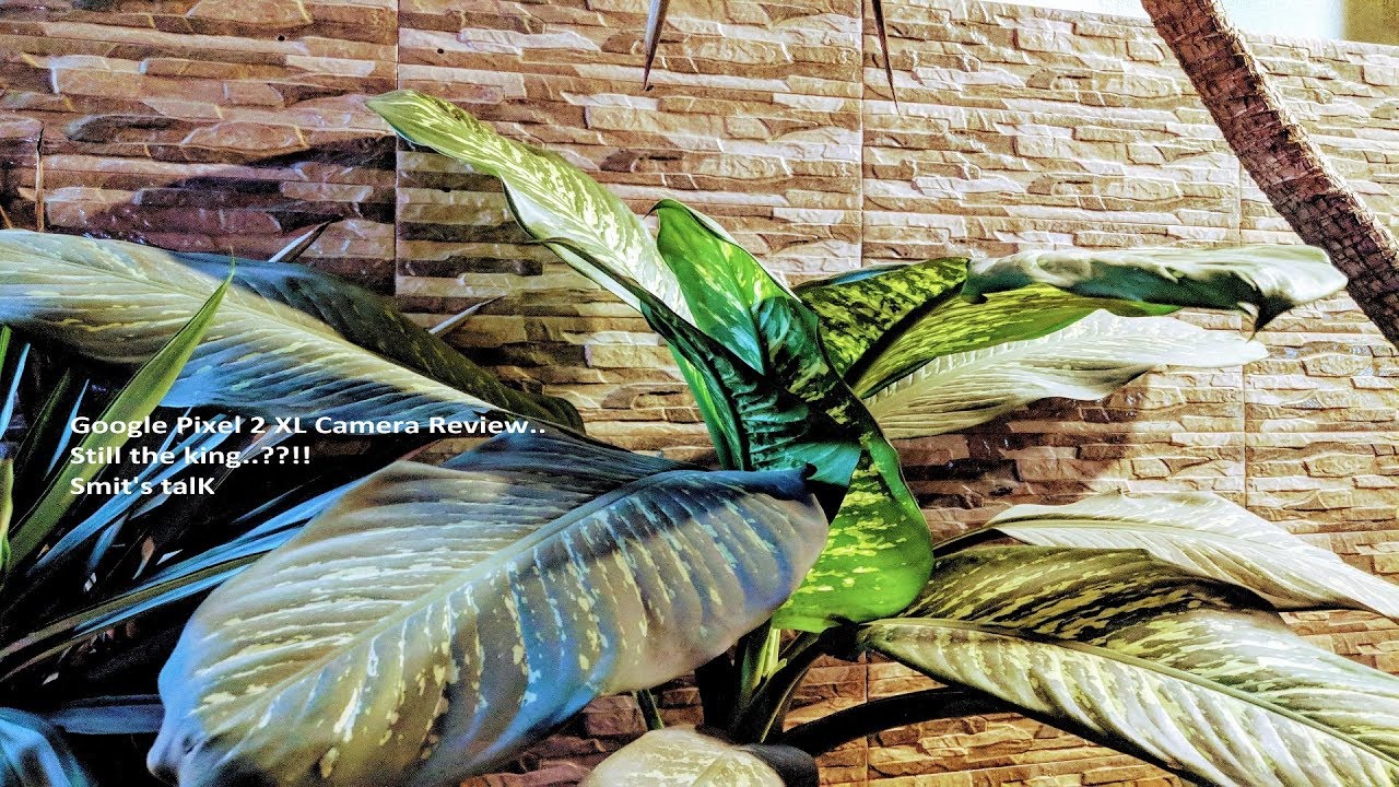 Google Pixel 2 Xl Camera Review.. Still the King..????!!!!