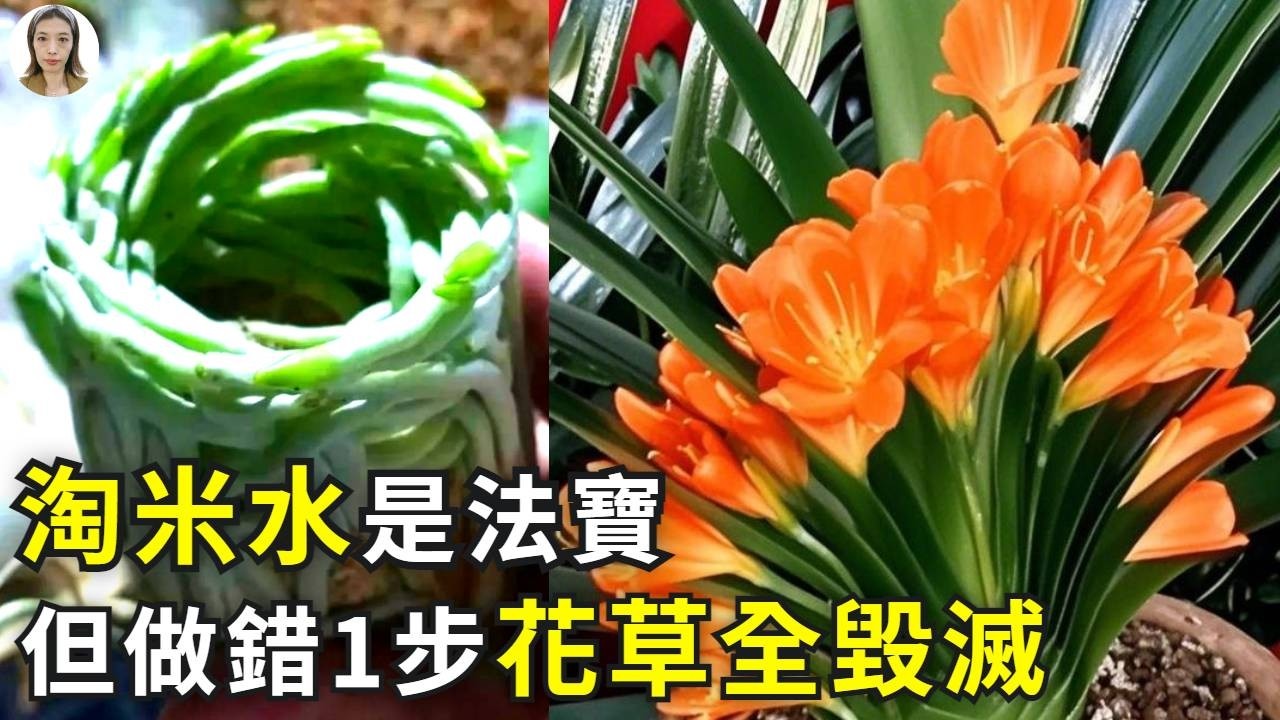 淘米水養花招蟲？異味？黃金發酵法一試用，0蟲0味養花全是奇跡|花花世界