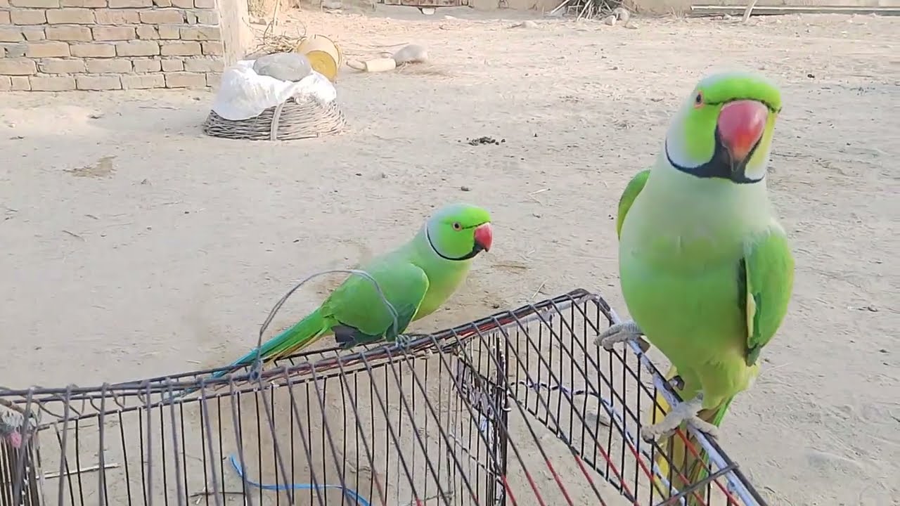 Nasli tote Ki Jodi tote ki khubsurat awaaz hai