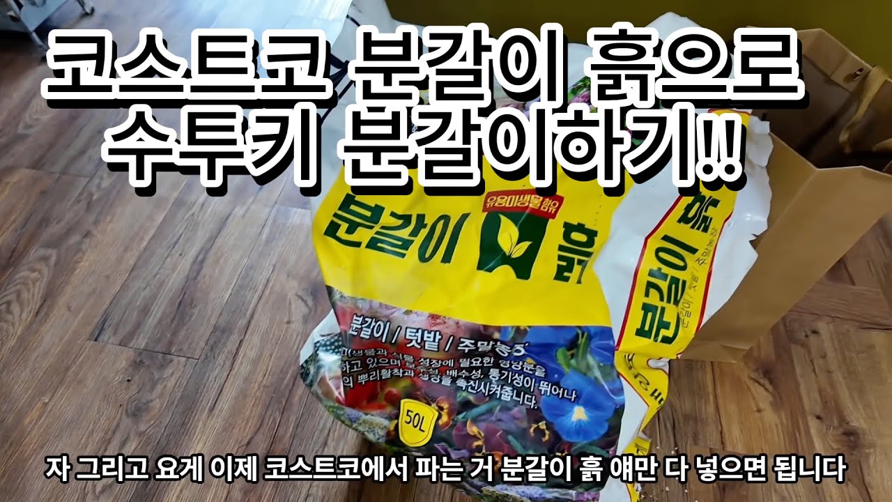 코스트코 분갈이 흙으로 스투키 분갈이