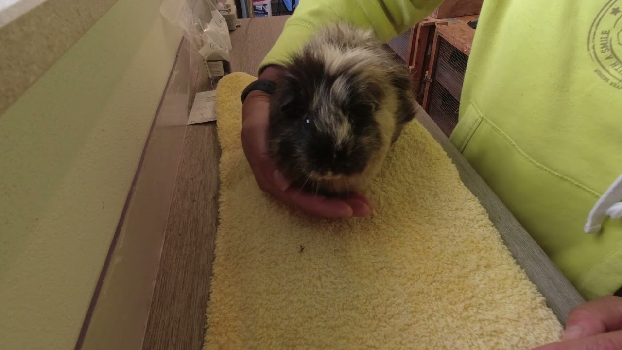 Herzschwäche beim Meerschweinchen erkennen / Medikamentengabe beim Meerschweinchen