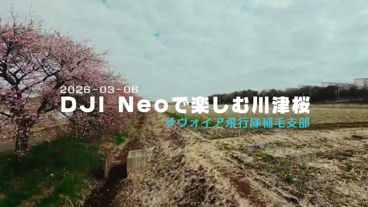 DJI Neoで楽しむ川津桜