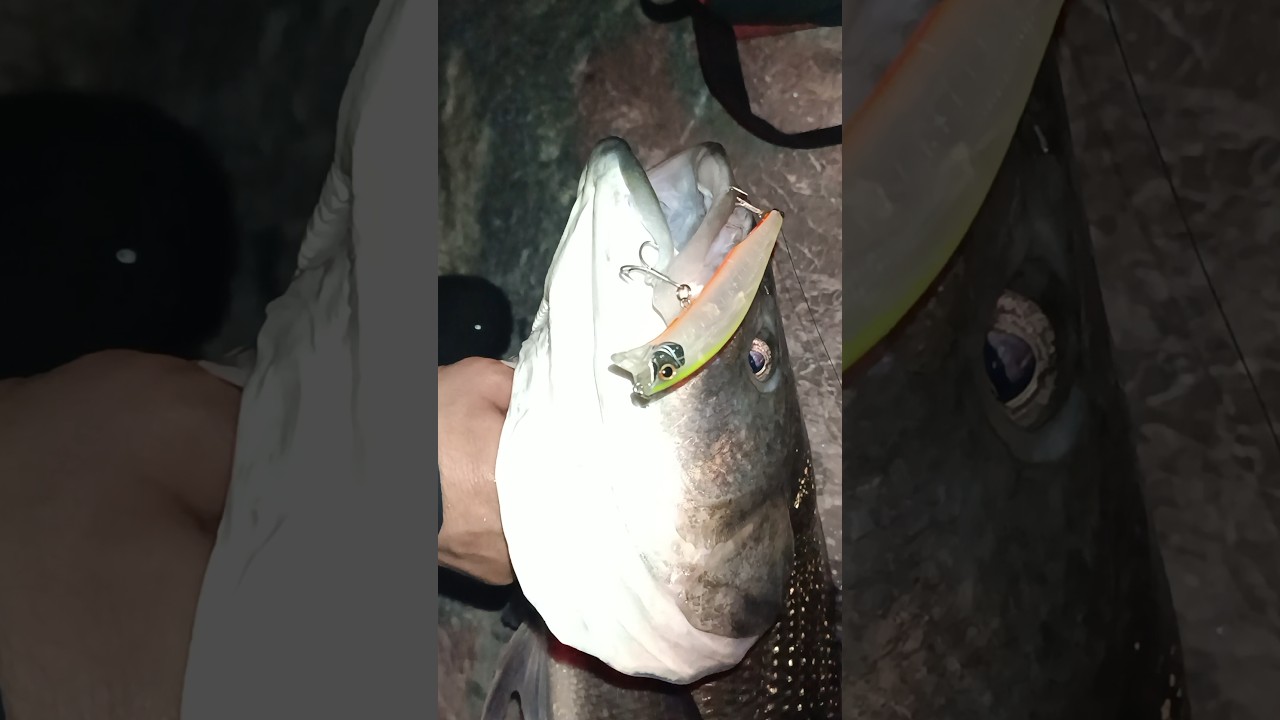 4.5 Kilo Trofe Levrek. Daiwa Crosswake #levrek #labrax #balıkavı #seabass