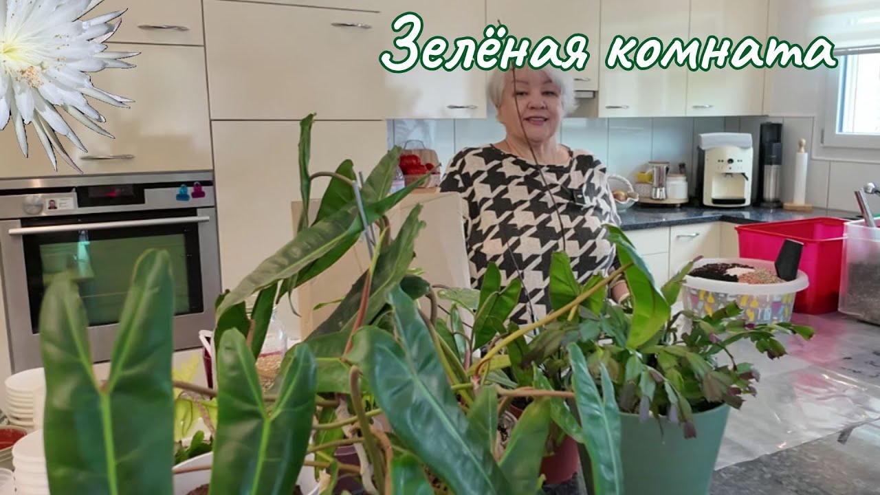 Пересадка купленных растений и неотложный уход за ними.