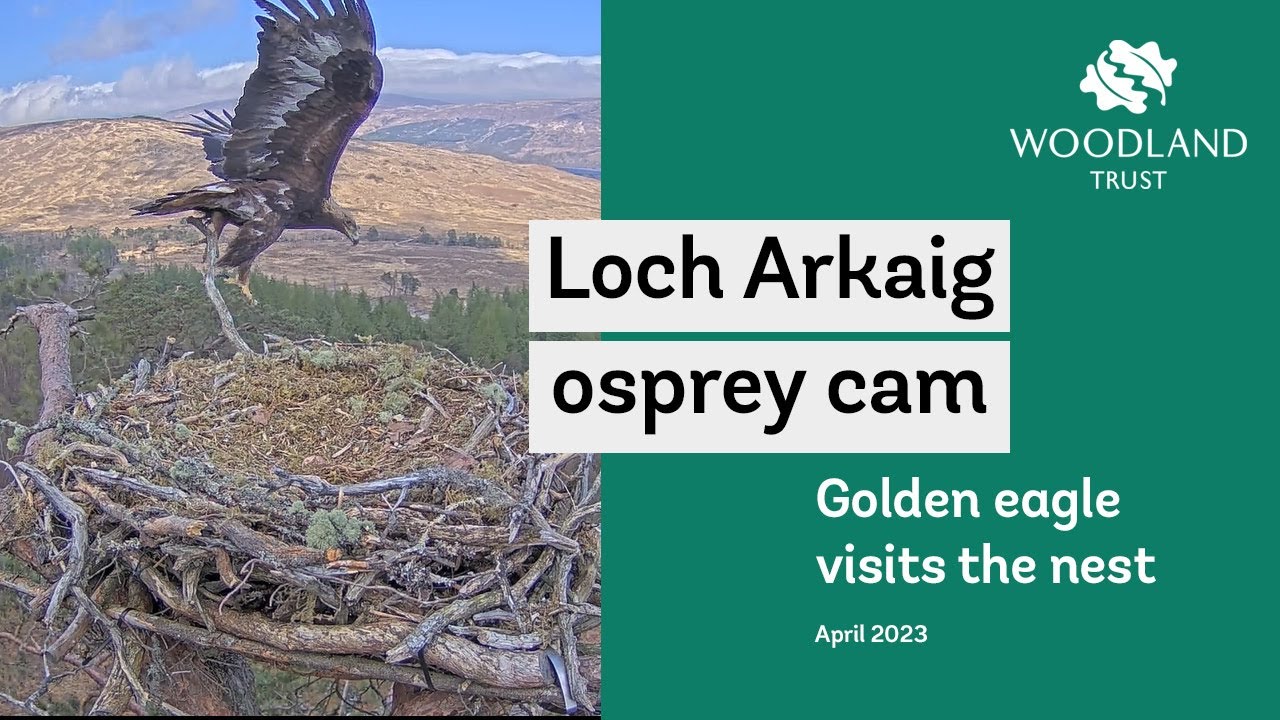 Golden Eagle visits the nest - Loch Arkaig Osprey Cam highlights