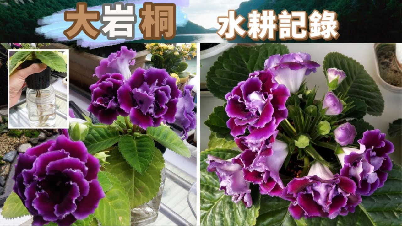 水耕大岩桐：種土裡，種水裡，各有各的姿態（終於搞定藻類纏根的問題）