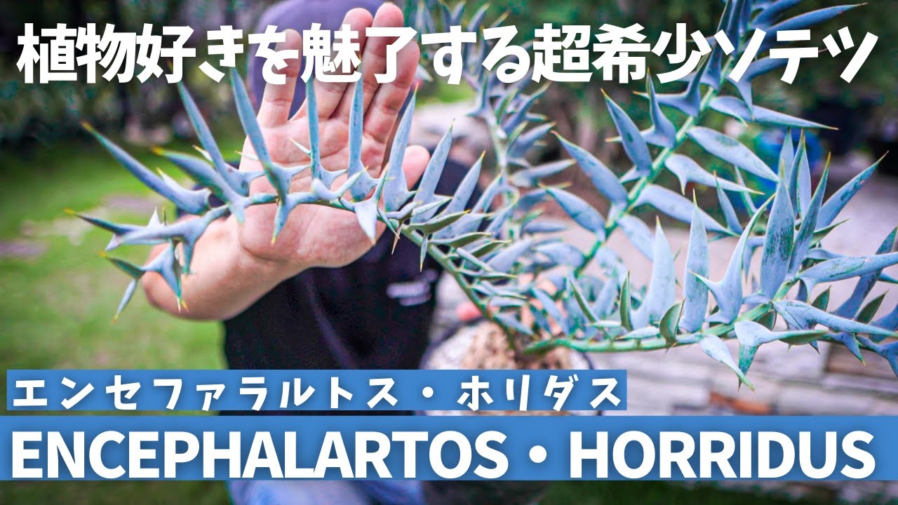 【植物好きを魅了する超希少ソテツ！】エンセファラルトスホリダス