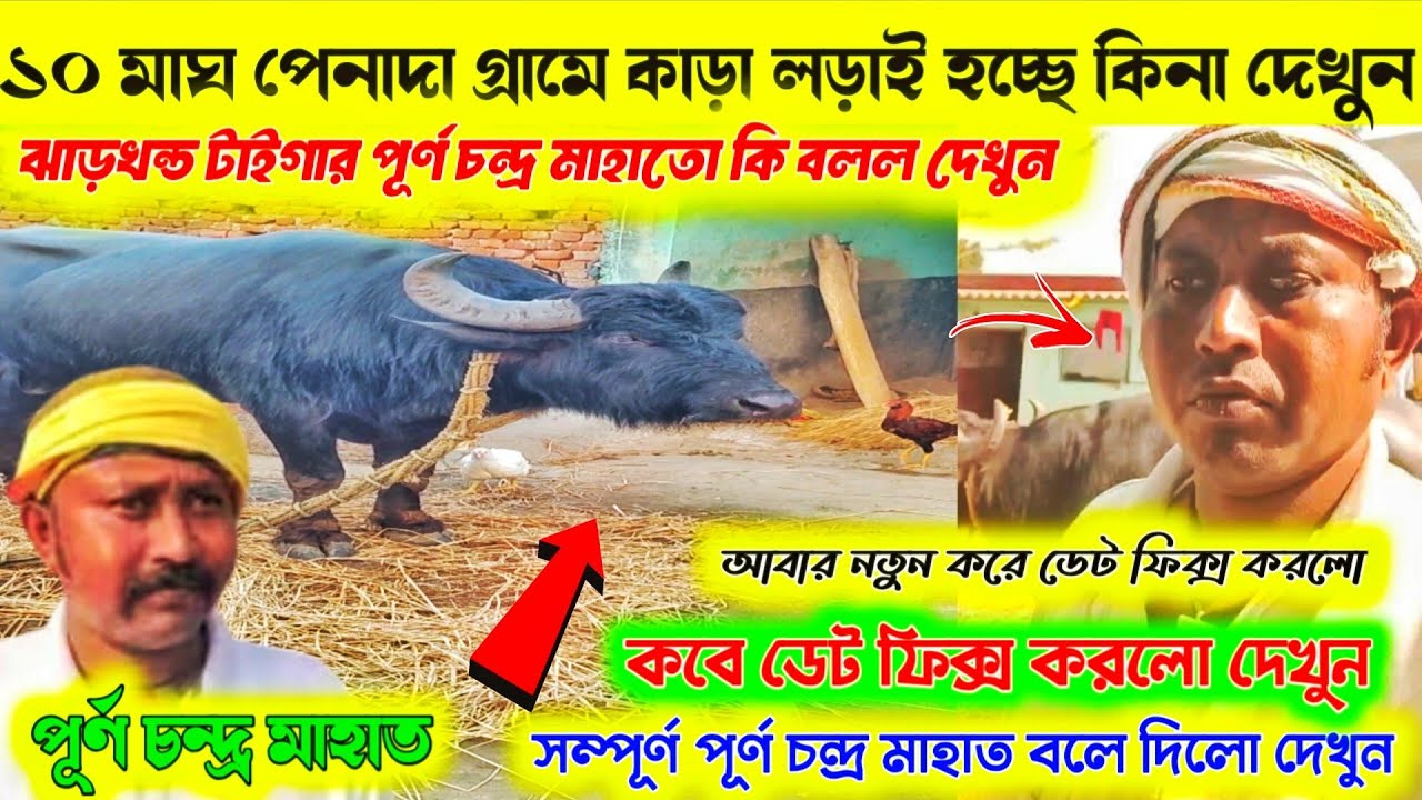 ১০ মাঘ পেনাদা গ্রামে কাড়া লড়াই হচ্ছে কিনা দেখুন💯ঝাড়খন্ড টাইগার পূর্ণ চন্দ্র মাহাতো কি বলল দেখুন 💢