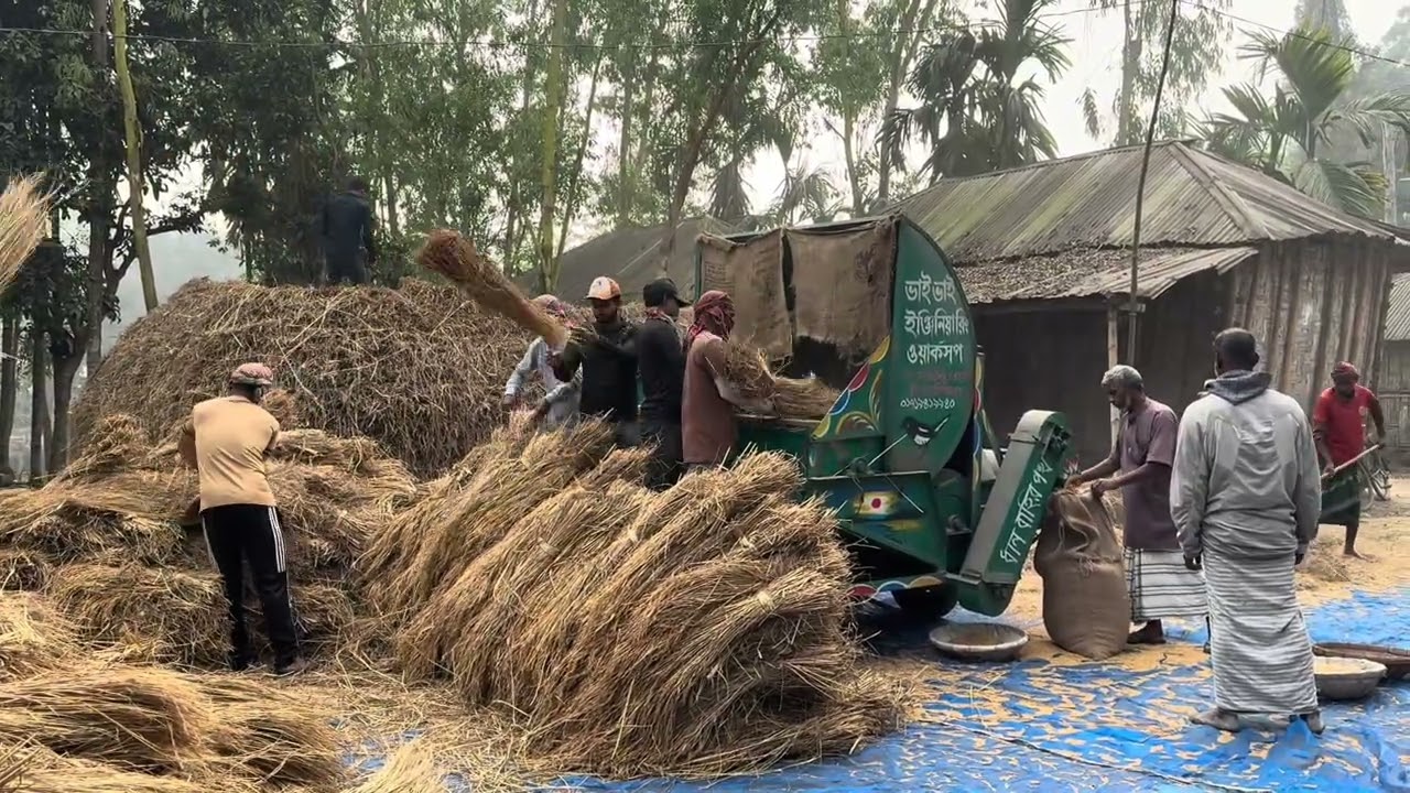 টুপামারী ধান মাড়াই ২০২৬