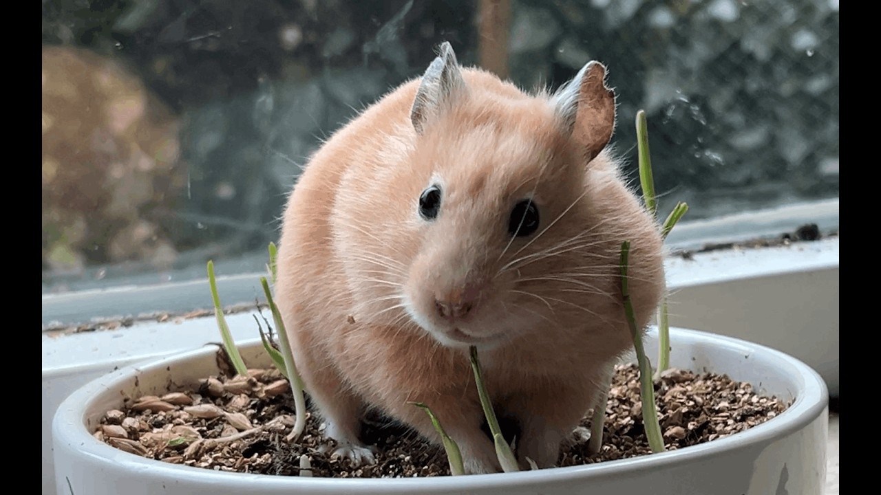 Window Sill Shopping – Golden Gylly’s Stolen Seeds