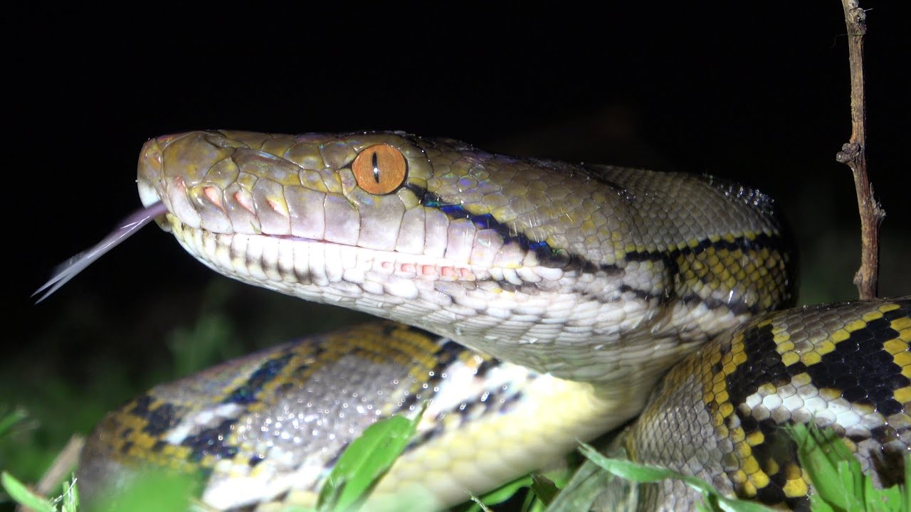 Spitting Cobra and more from Singapore