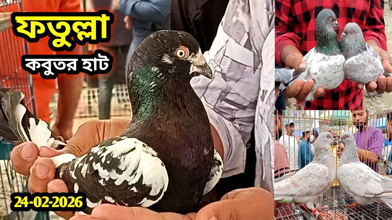 24-02-2026 ফতুল্লা কবুতর হাট নারায়ণগঞ্জ | কম দামে কবুতর এবং বাচ্চা কিনুন | Fatullah kobutor hat bd