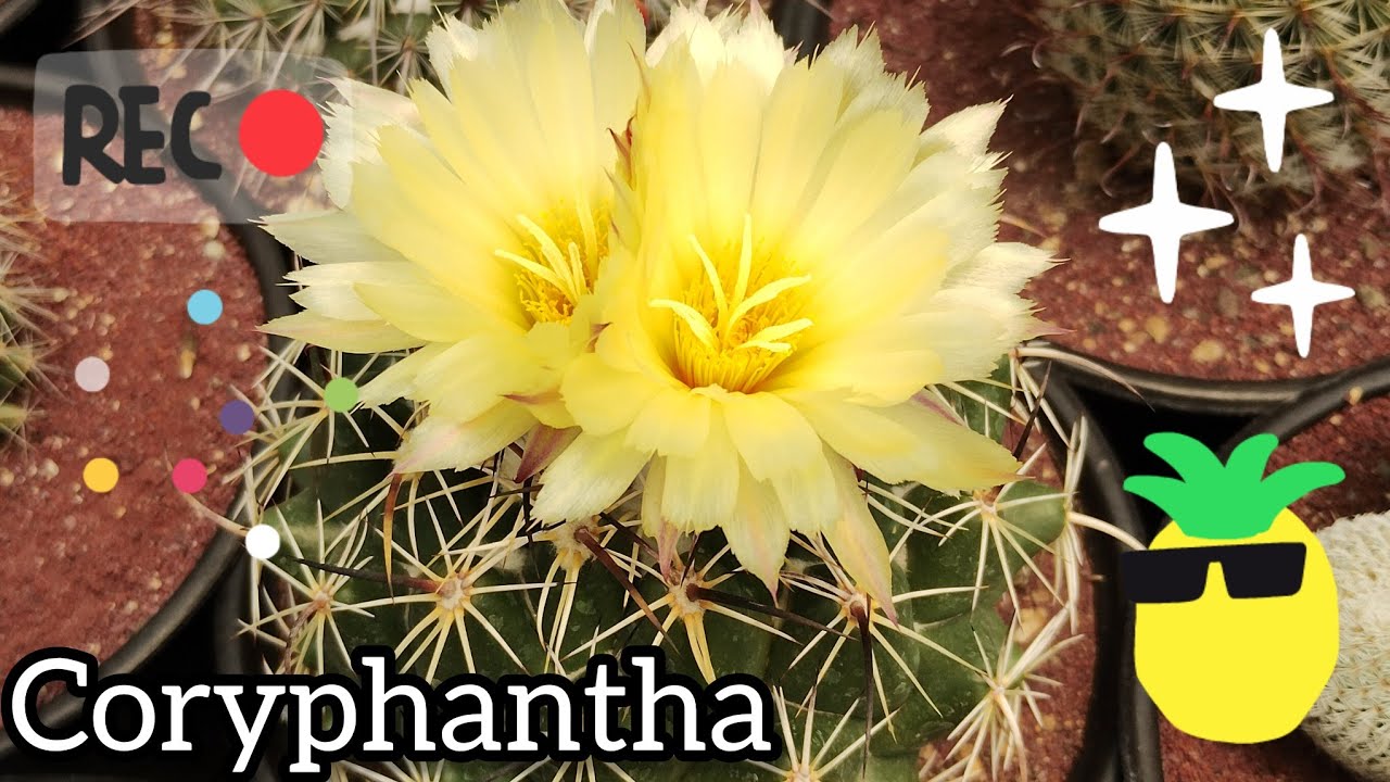 Cactus Coryphantha, información y cuidados.🌵🙂🐢