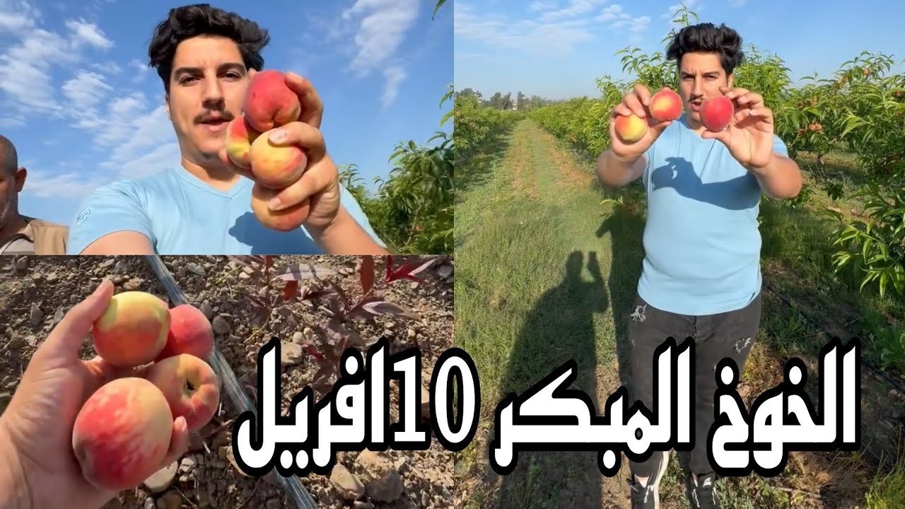 اول صنف خوخ مبكر في الجزائر 10 افريل  la pêche 🍑 précoces en algérie