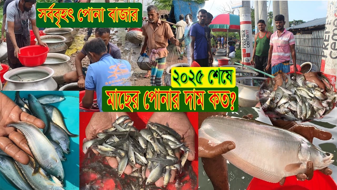 দেশের সর্ববৃহৎ মাছের পোনার বাজার থেকে ২০২৫ সিজন শেষে পোনা মাছের দাম কত? যেনে নিন আজকের পর্বে।।