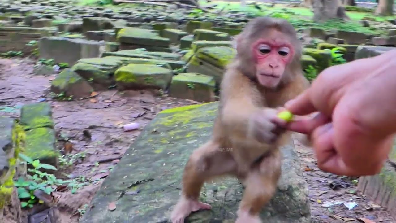 OH! Poor monkey. Baila, when she is hungry, she is stressed, and we help feed milk to her drinks.