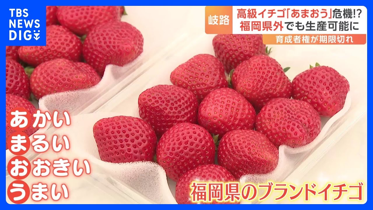 福岡県のブランドイチゴ「あまおう」県外でも&ldquo;同じ味&rdquo;生産可能に!?「あまおう」名は商標登録で福岡県産のみ使用可　しかし&ldquo;育成者権&rdquo;期限切れで苗の流出懸念｜TBS&nbsp;NEWS&nbsp;DIG