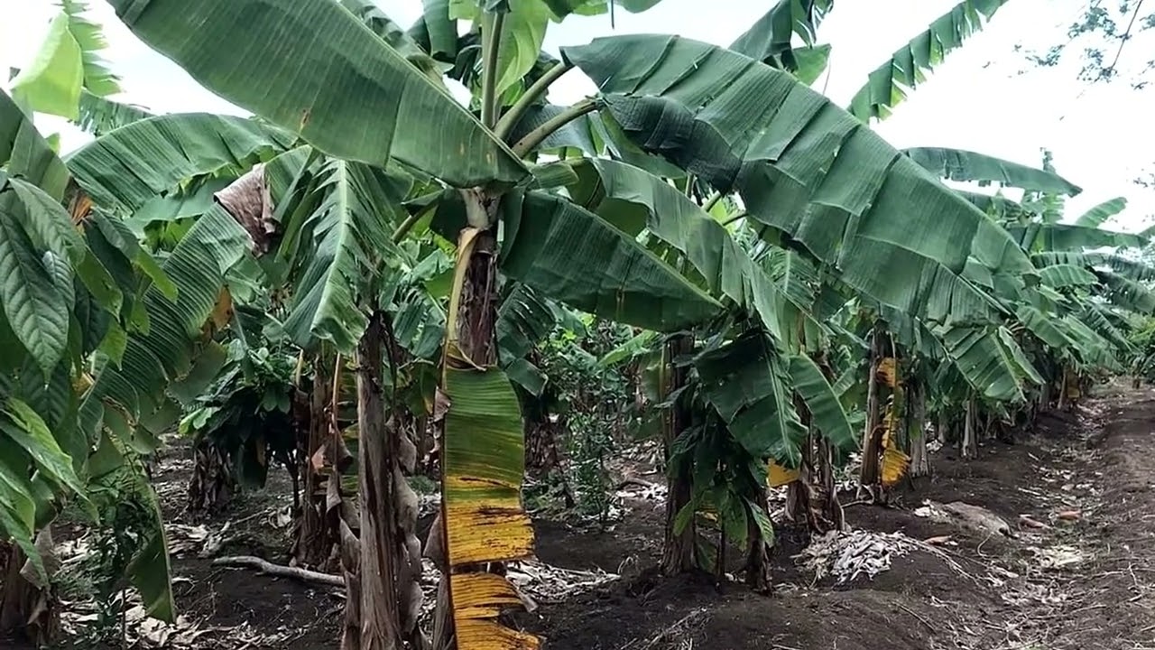 Se Vende Esta Finca Que Produce con 🏡 Casa en Venta en República Dominicana 20290823A
