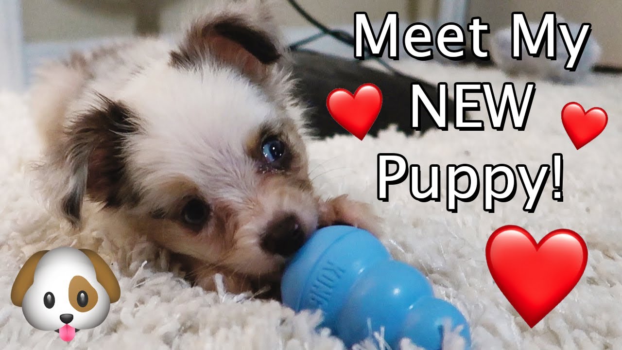 MEET MY NEW PUPPY...