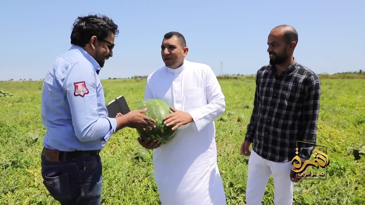 بطيخ بمواصفات عالمية يكتسح الغيطان نمو وإنتاجية بضعف المحصول كلام يطمن قلب كل فلاح