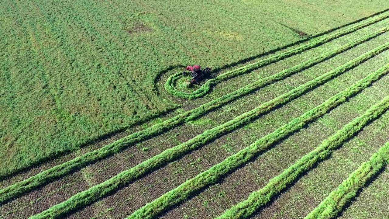 Swathing Canola