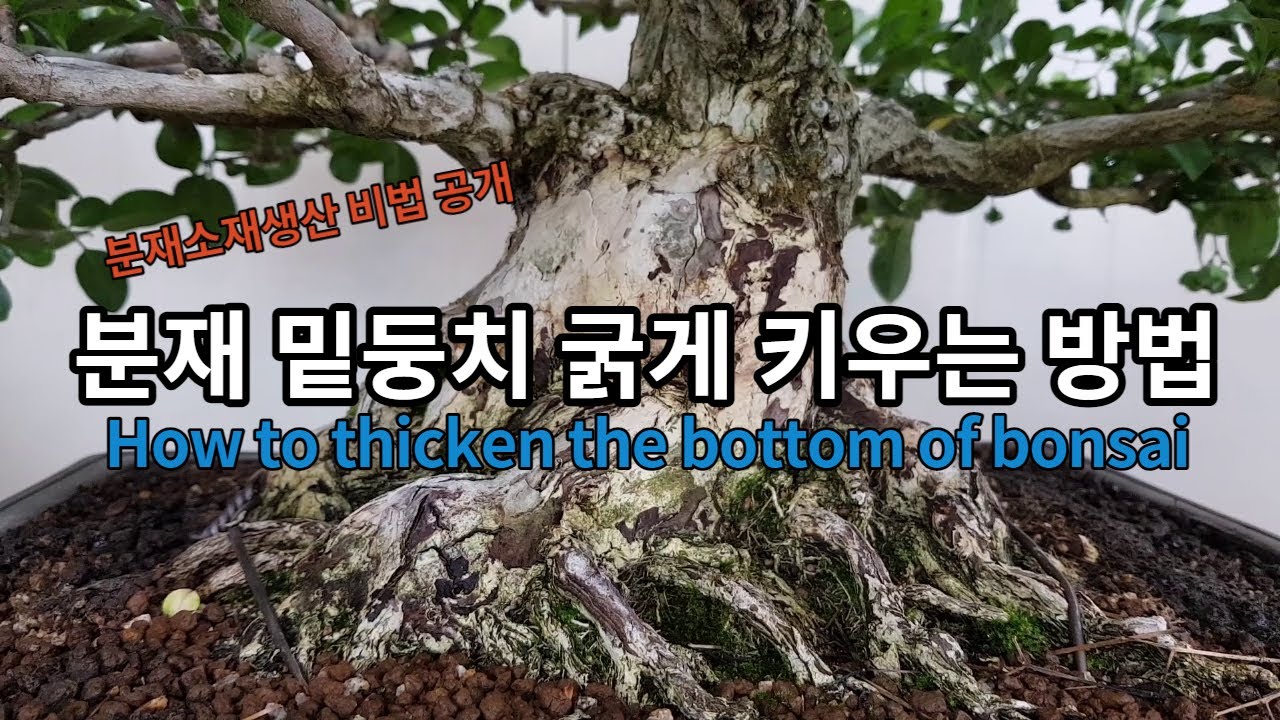 분재 밑둥치 굵게 키우는 방법 How to thicken the bottom of bonsai