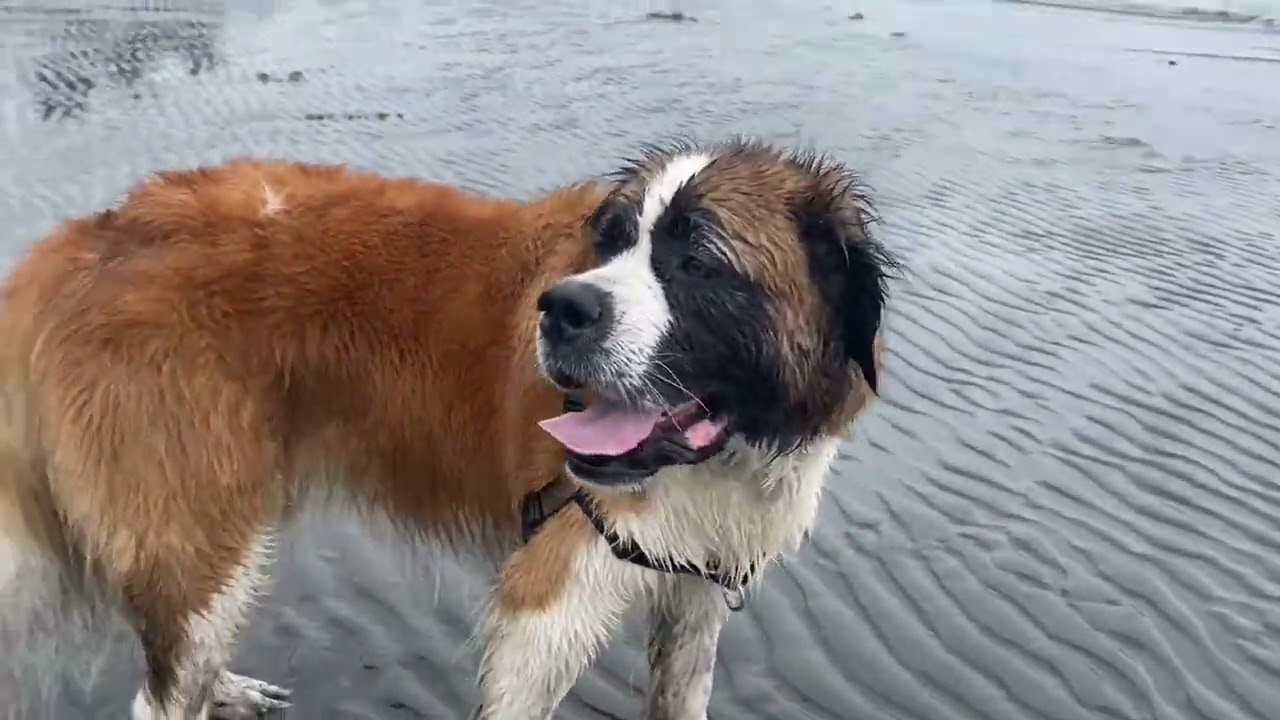 Ivy on the beach