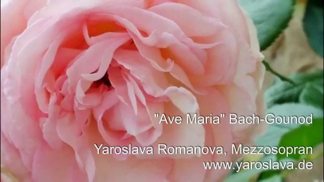 Ave Maria - Bach-Gounod - Yaroslava Romanova, Mezzosopran