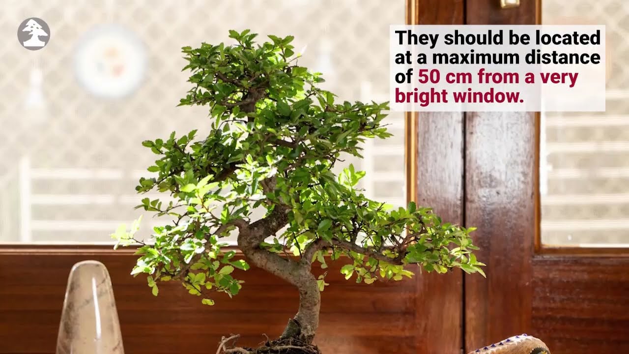 Mistral Bonsai - Perushoito sis&auml;bonsaille