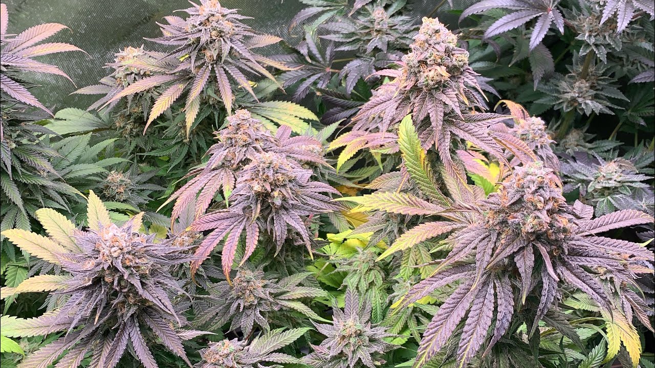 Blueberry Pancakes grow Part 8