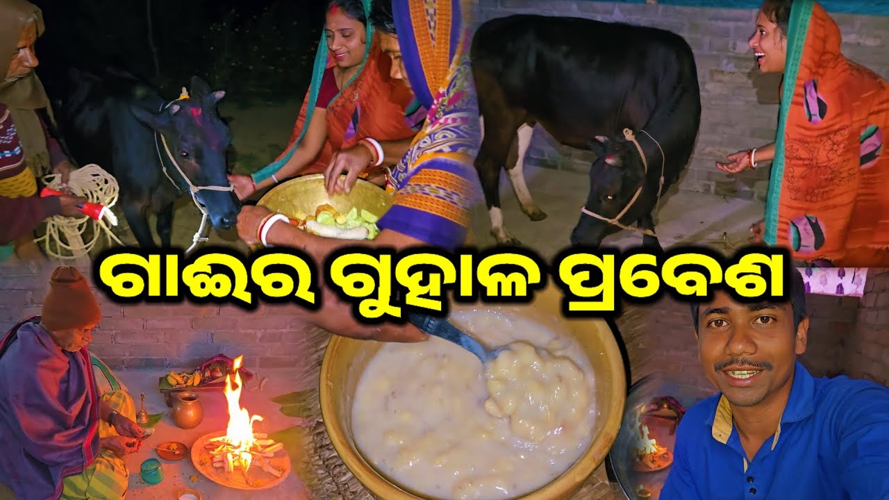 ଗାଈର ନୂଆ ଗୁହାଳ ପ୍ରବେଶ || Odia Family Vlog || Tapan Sanju Family Vlog
