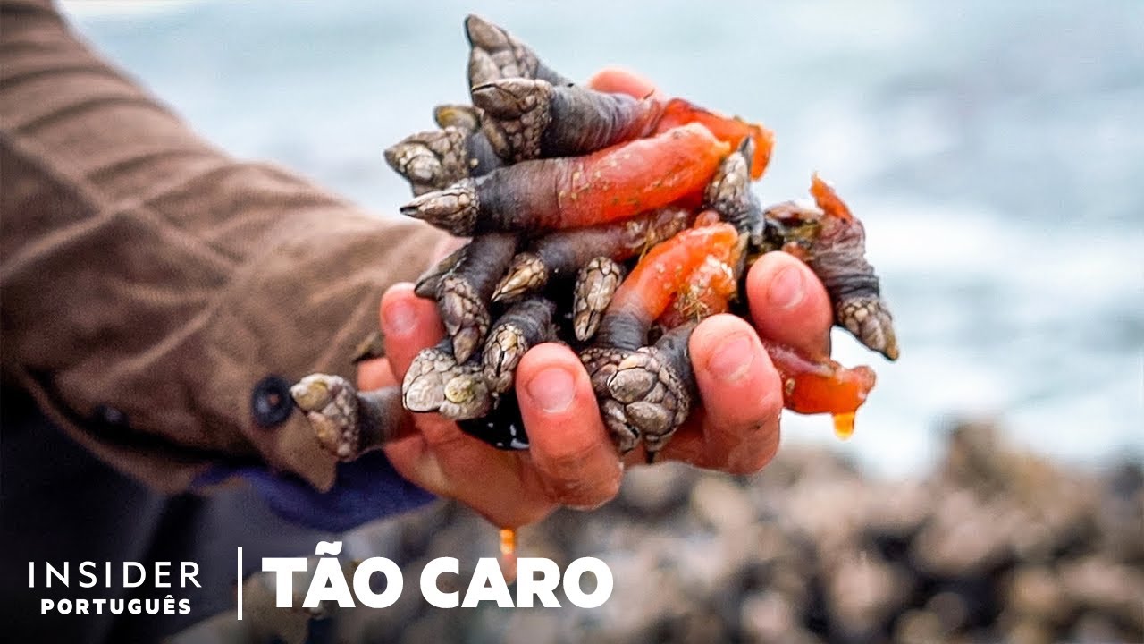 Por Que os Percebes São Tão Caros? | Tão Caro