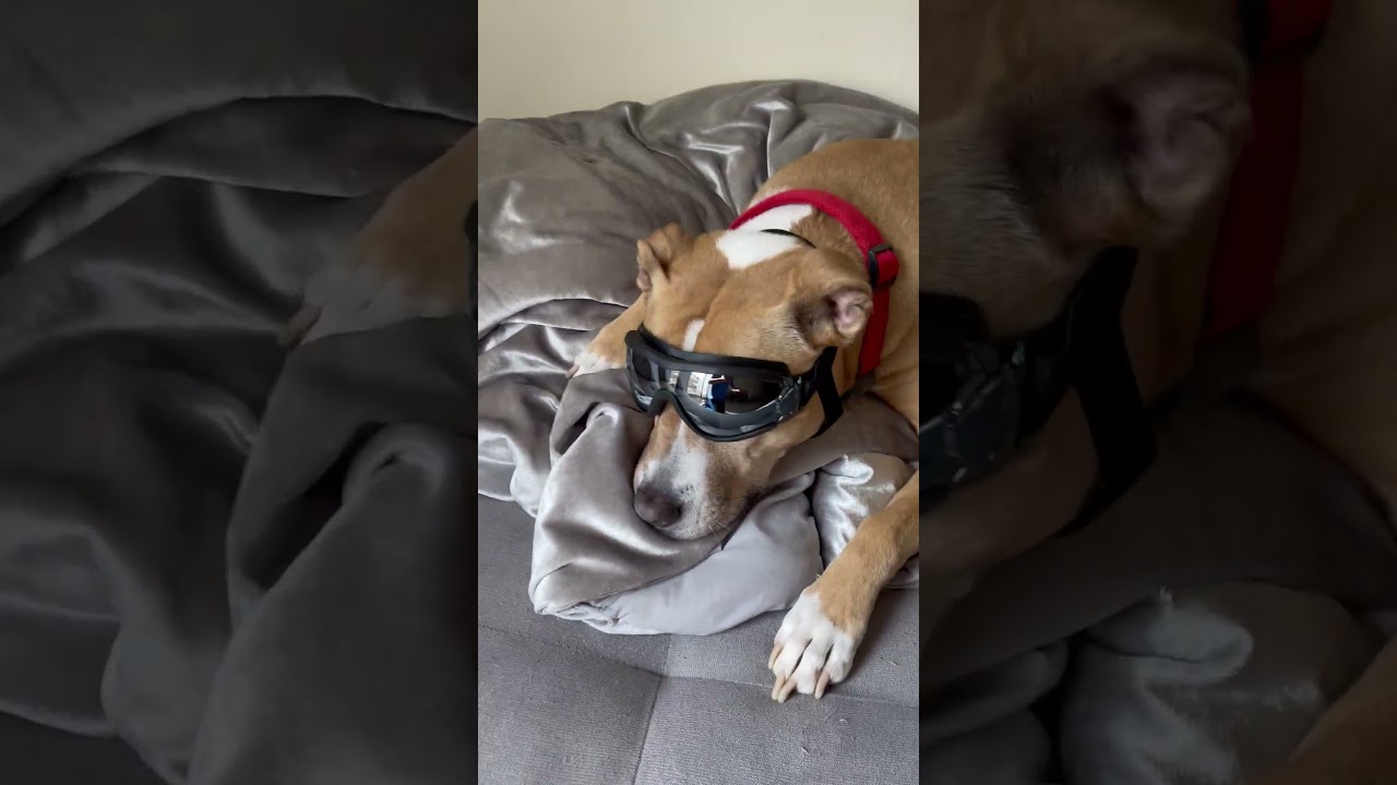 Holly with the goggles #dog #cute #shorts