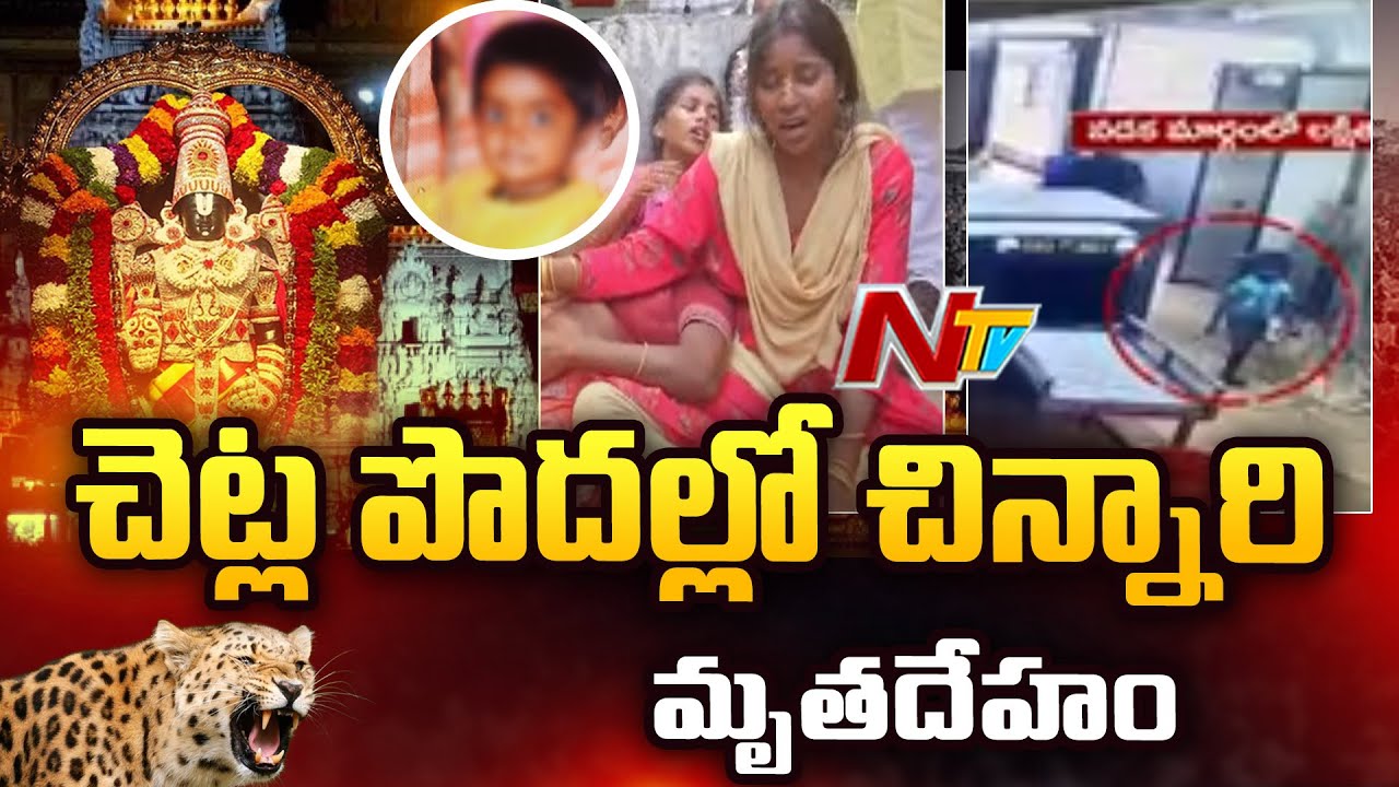 Tirumala Leopard Attack Incident : రాత్రి అదృశ్యమైన పాప..ఉదయం చెట్ల పొదల్లో..! l NTV