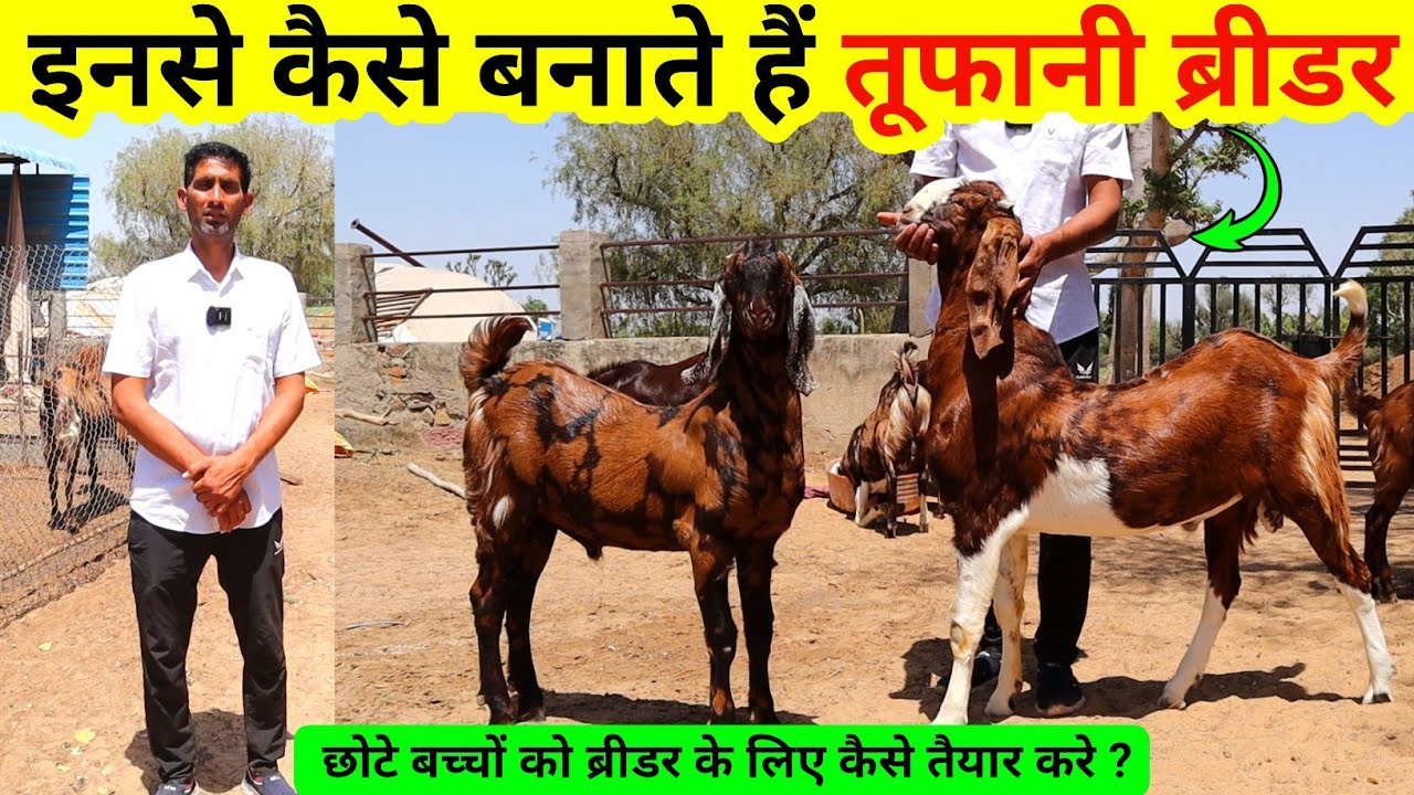 जानिए छोटे बच्चों को ब्रीडर बनाने के 03 राज़| Sikar Goat farm के तूफानी ब्रीडर | @HarishYadav