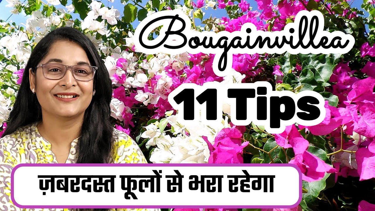 🔴BOUGAINVILLEA PLANT - TIPS TO GROW & COMPLETE CARE/ फूलों से भर जाएगा बोगेनविलिया #bougainvillea