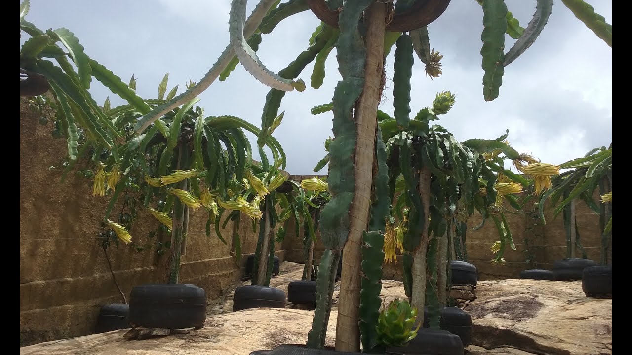 Pitaieiras Plantadas em Vasos de Pneu (1ª Florada de Dezembro/20)
