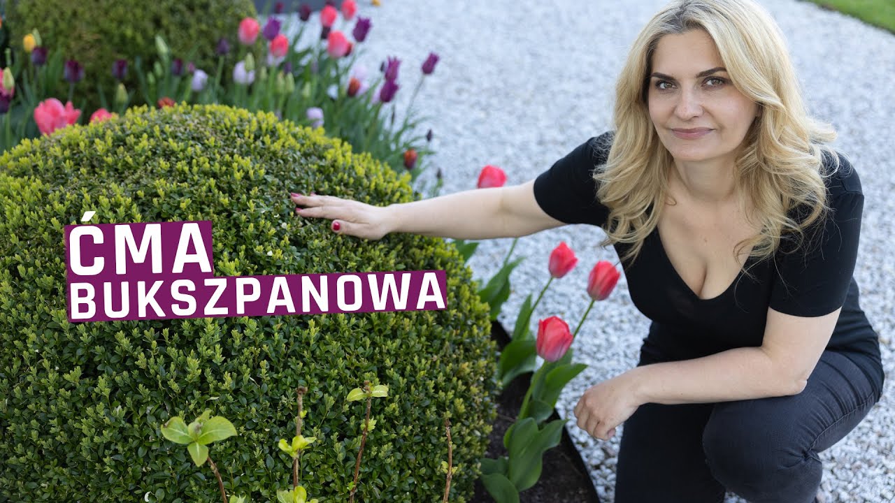 Ćma bukszpanowa - jak udało nam się ją pokonać - podsumowanie po roku.