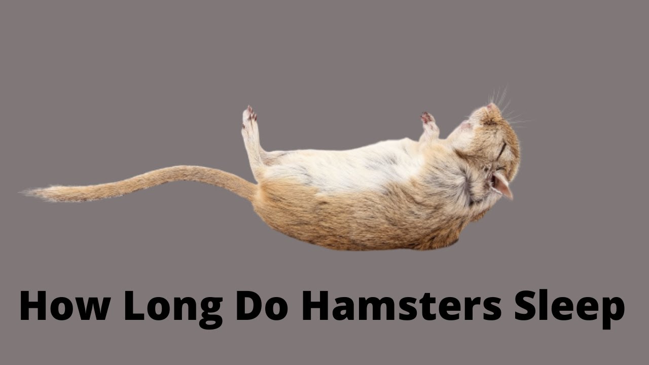 How Long Do Hamsters Sleep