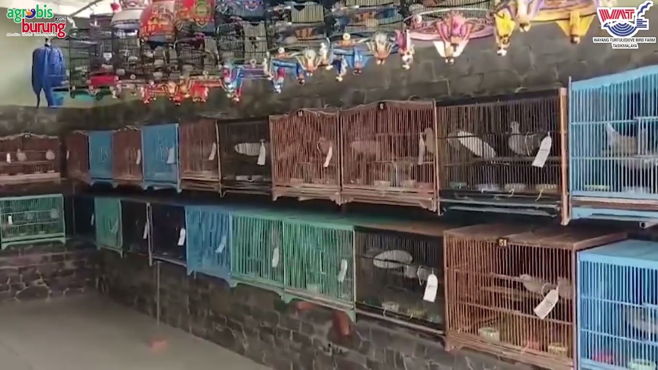 WAT BF 2024: K-SUPER DIPLOMAT & K-GITA BERGEMA JADI 'BASIC BLOOD'