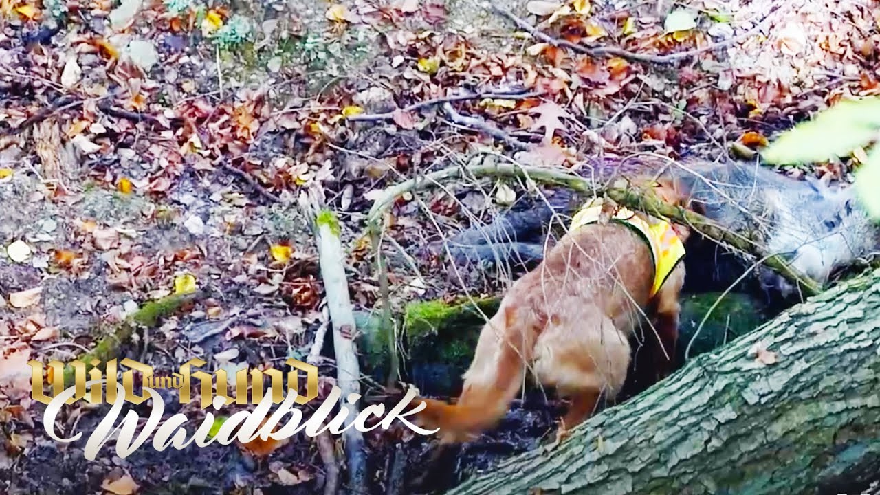 WILD UND HUND Dr&uuml;ckjagd 2019 - Sauen satt! - PareyGo Classics